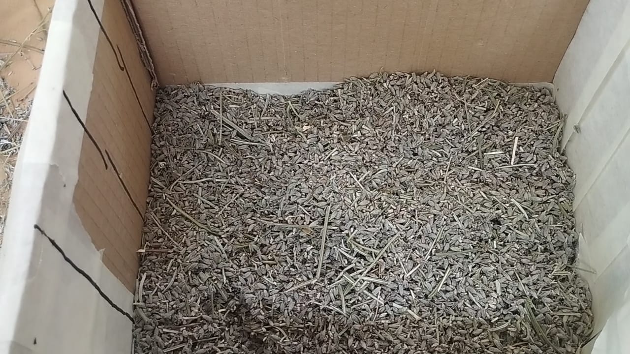Espliego seco (flor de lavanda seca) a granel, listo para rellenar los saquitos