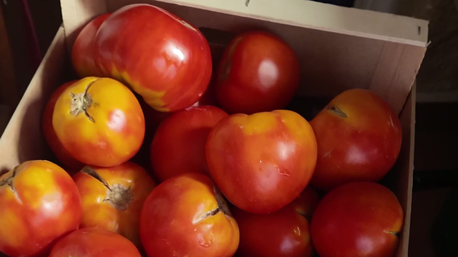 Cajón de madera con tomates de la huerta recién cogidos, rojos y anaranjados, listos para hacer conserva